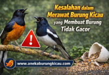 Kesalahan dalam Merawat Burung Kicau yang Membuat Burung Tidak Gacor Kesalahan dalam Merawat Burung Kicau yang Membuat Burung Tidak Gacor