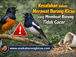 Kesalahan dalam Merawat Burung Kicau yang Membuat Burung Tidak Gacor Kesalahan dalam Merawat Burung Kicau yang Membuat Burung Tidak Gacor