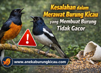 Kesalahan dalam Merawat Burung Kicau yang Membuat Burung Tidak Gacor Kesalahan dalam Merawat Burung Kicau yang Membuat Burung Tidak Gacor
