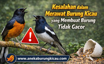 Kesalahan dalam Merawat Burung Kicau yang Membuat Burung Tidak Gacor Kesalahan dalam Merawat Burung Kicau yang Membuat Burung Tidak Gacor