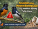 Kesalahan dalam Merawat Burung Kicau yang Membuat Burung Tidak Gacor Kesalahan dalam Merawat Burung Kicau yang Membuat Burung Tidak Gacor